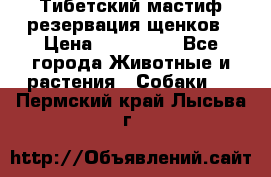 Тибетский мастиф резервация щенков › Цена ­ 100 000 - Все города Животные и растения » Собаки   . Пермский край,Лысьва г.